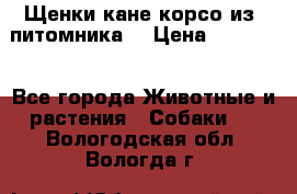 Щенки кане корсо из  питомника! › Цена ­ 65 000 - Все города Животные и растения » Собаки   . Вологодская обл.,Вологда г.